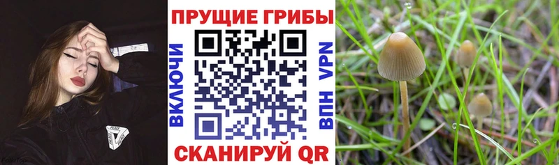 Псилоцибиновые грибы Magic Shrooms  наркота  Волжский 